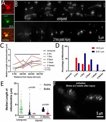 Axotomy Induces Drp1-Dependent Fragmentation of Axonal Mitochondria